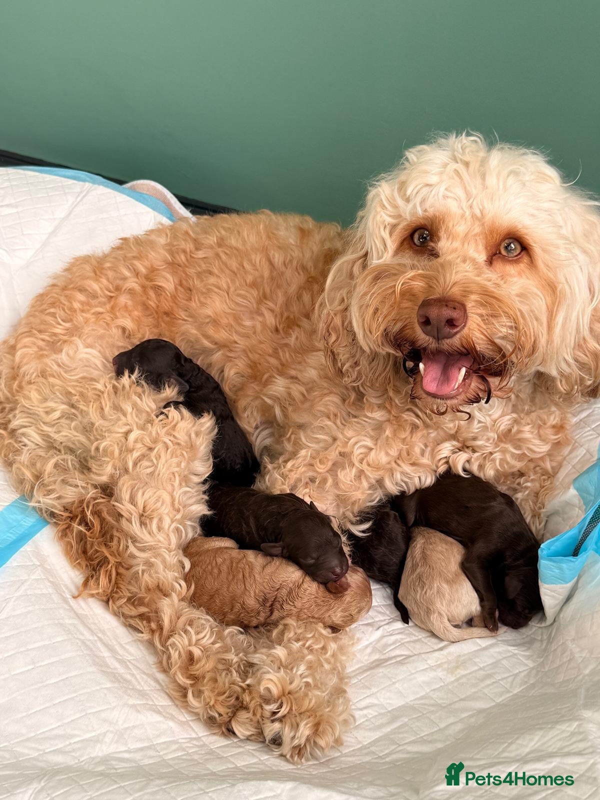 Cockapoo dogs Orla’s Beautiful Babies - Advert 1