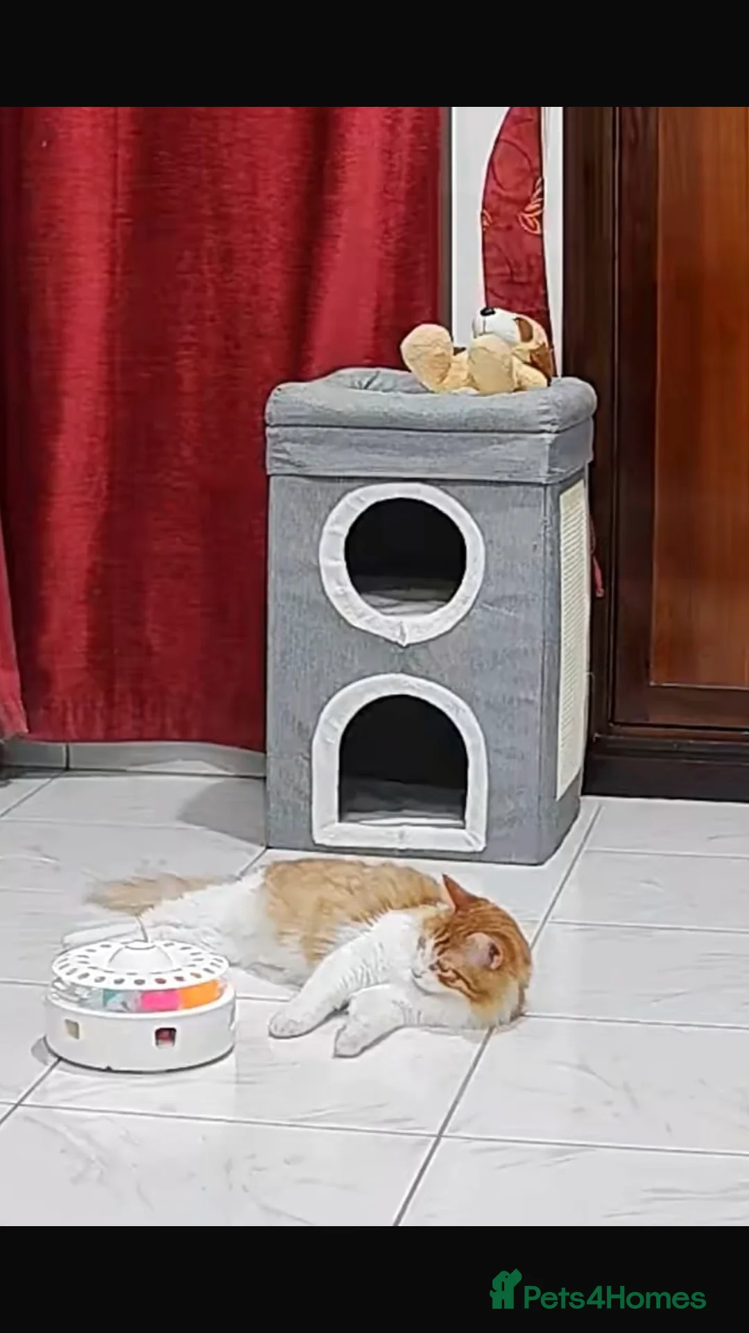 Mixed Breed cats for adoption: MIX TURKISH ANGIRA BONDED PAIR CALM AFFECTIONATE  - Advert 13