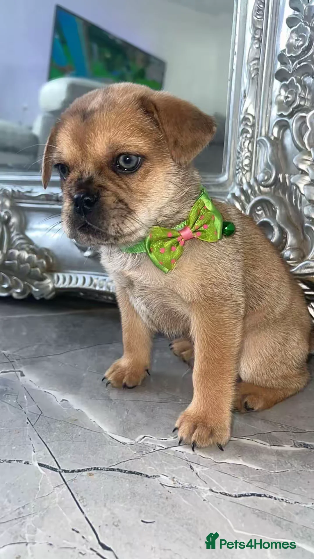 Mixed Breed dogs for sale: Chow Chow × Puppies  - Advert 11