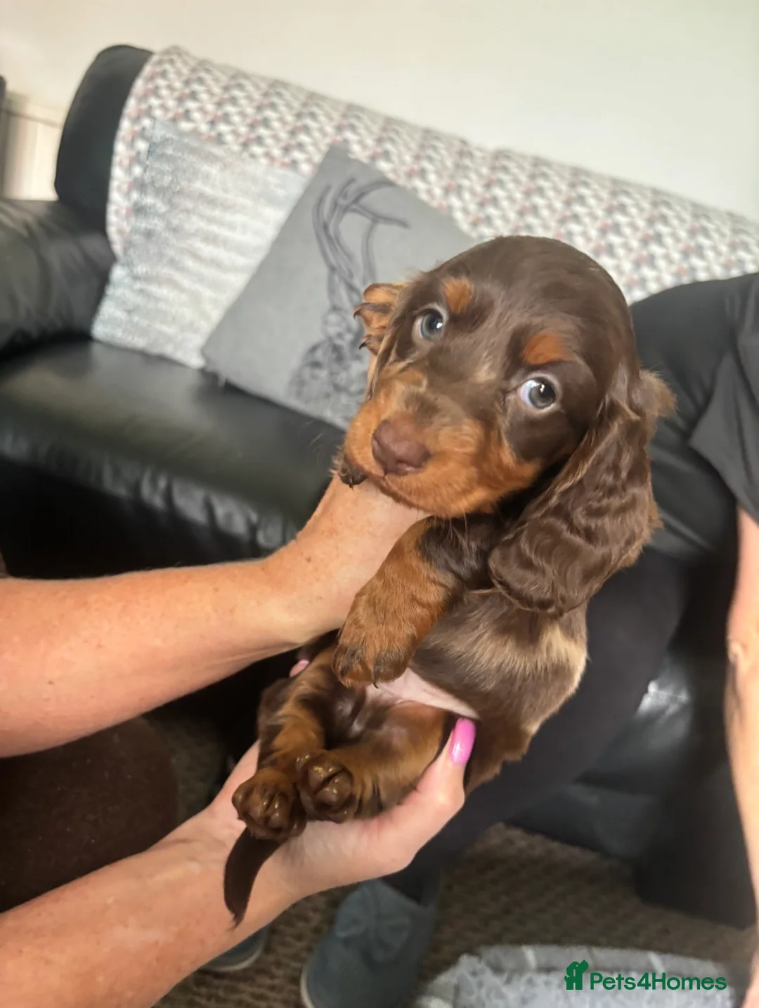 Dachshund dogs for sale: Miniature dachshund puppies 🐶long: smooth hair  - Advert 19