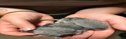 Chinchilla rodents for sale: 3 adorable chinchillas  - Advert 5