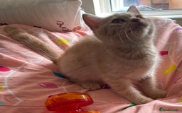British Shorthair cats for sale: Beautiful 5th generation British shorthair kittens - Image 2