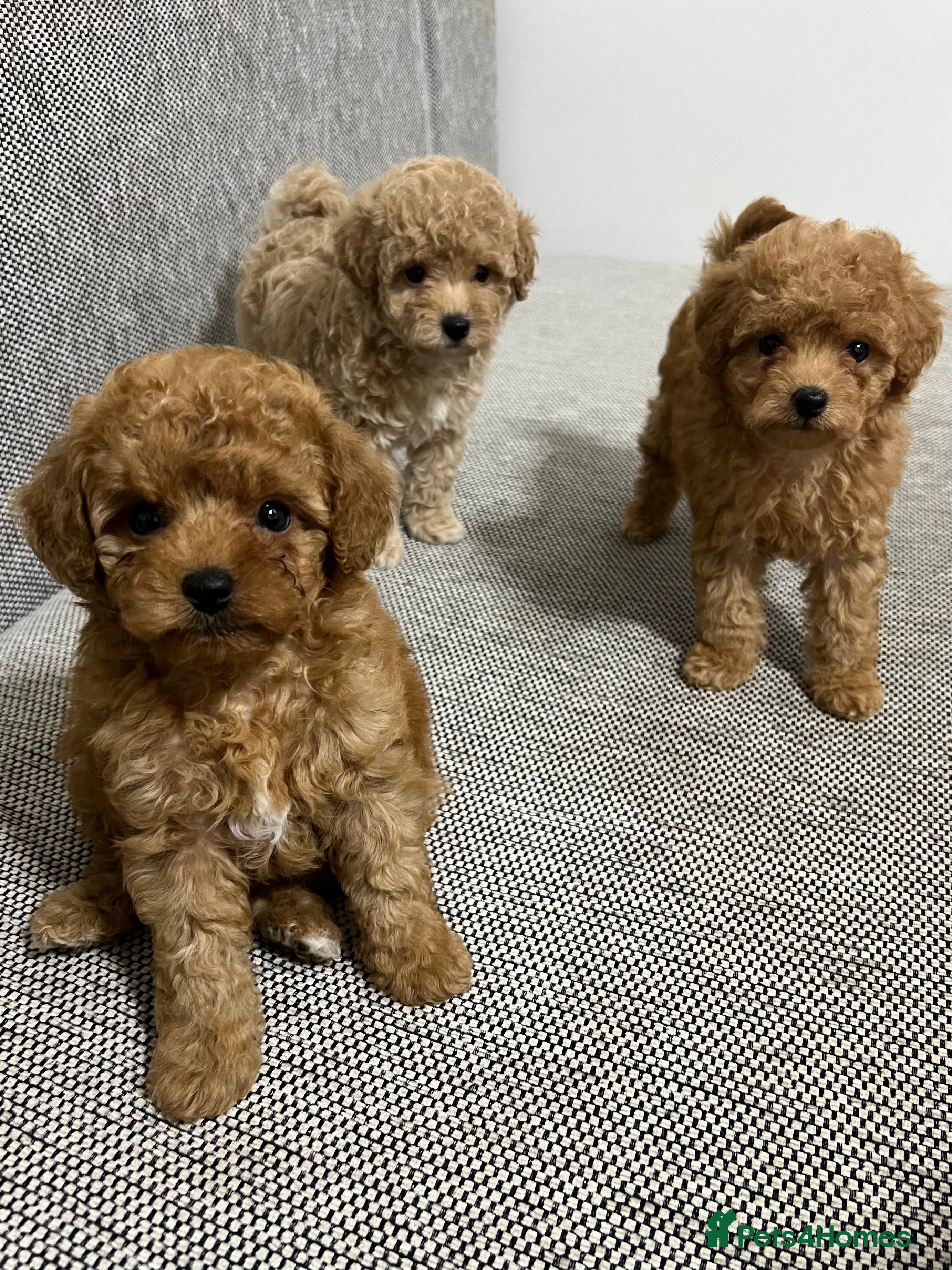 Maltipoo dogs ✨ Maltipoo F1B females✨–One left! - Advert 4