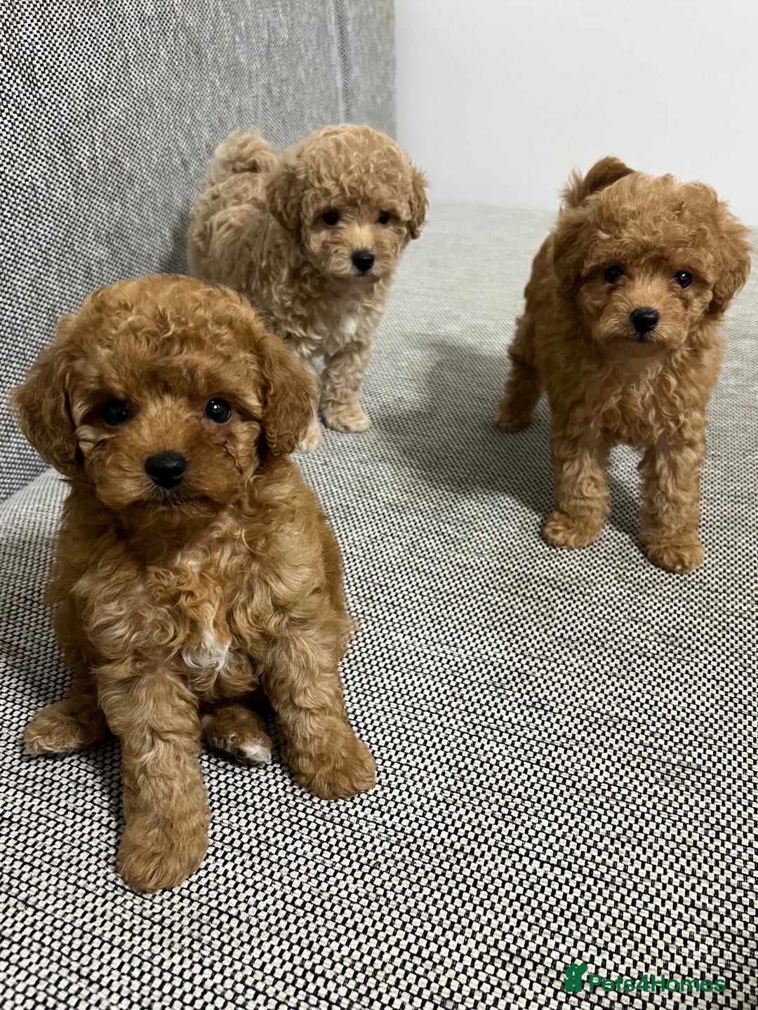Maltipoo dogs for sale: ✨ Maltipoo F1B females – Ready 1st December ✨ - Advert 1