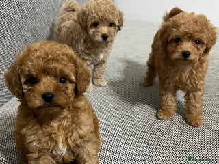 Maltipoo dogs ✨ Maltipoo F1B females – Ready 1st December ✨ - Advert 2