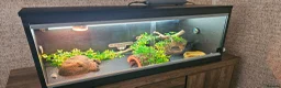 Gecko reptiles for sale: Male Leopard gecko  in Aberdare - Advert 5