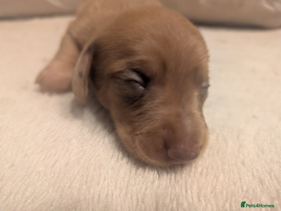 Dachshund dogs for sale: Dachshund puppies  - Advert 20