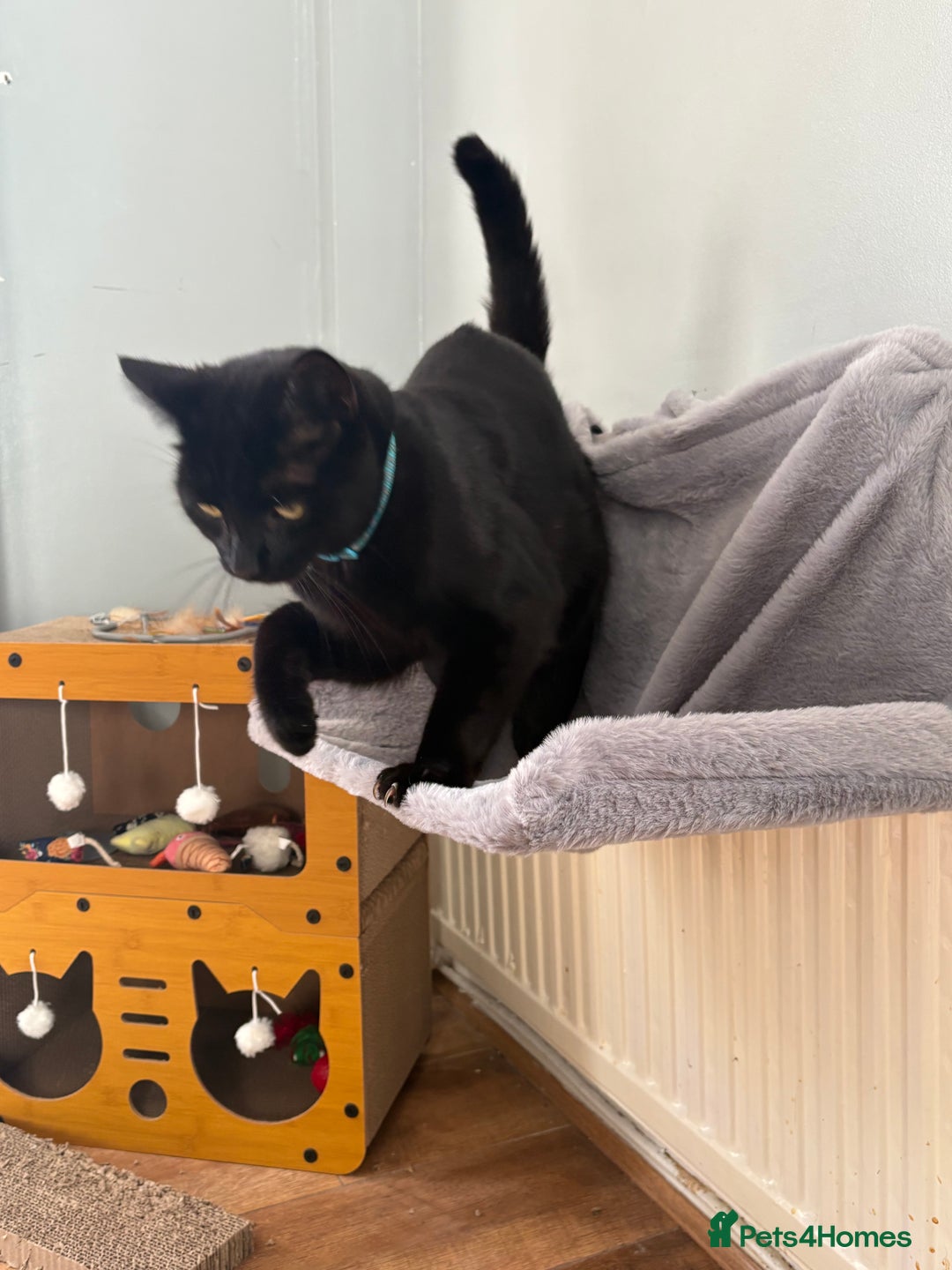 Domestic Shorthair cats for sale: Thor - black cat  - Advert 8