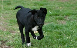 Mixed Breed dogs for sale: Kelpie x Collie puppies for sale!  - Image 7
