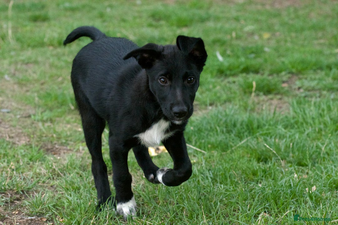 Mixed Breed dogs for sale: Kelpie x Collie puppies for sale!  - Image 7