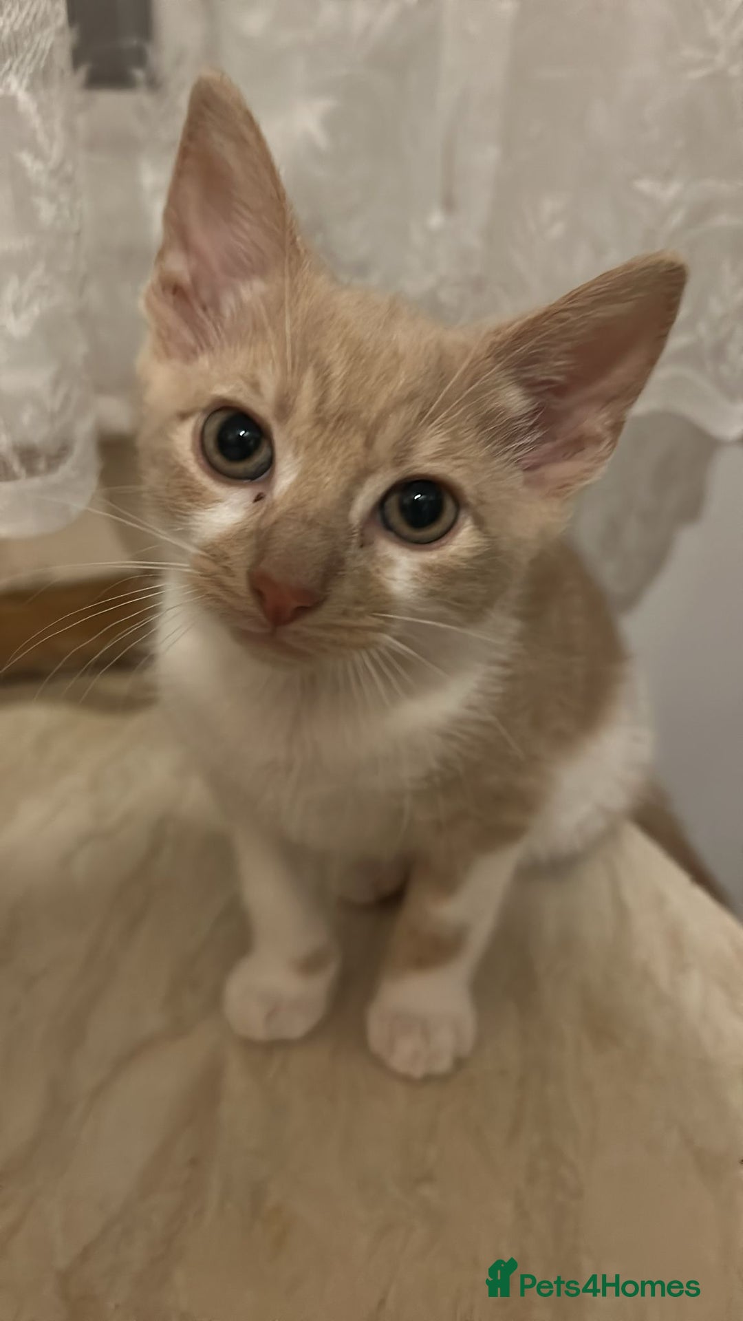 Mixed Breed cats for sale: Last Cream/white Beautiful kitten left in lutom - Image 4