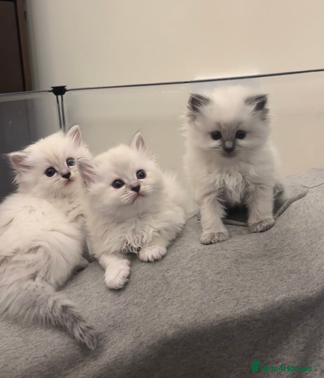 Perdoll cats LAST DOLLFACE PERDOLL (PERSIAN-RAGDOLL) GIRL  - Advert 1