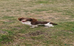 English Springer Spaniel dogs for sale: Bramble the English Springer Spaniel - Image 5