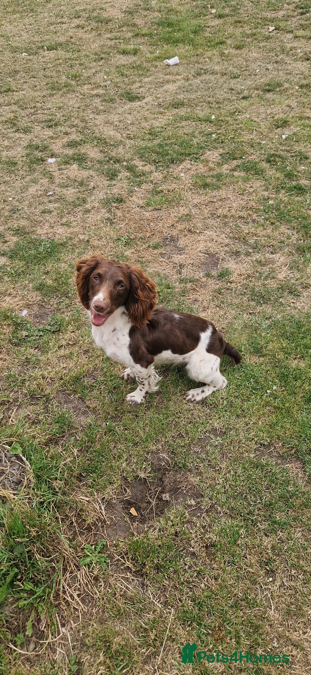English Springer Spaniel dogs for sale: Bramble the English Springer Spaniel - Image 5