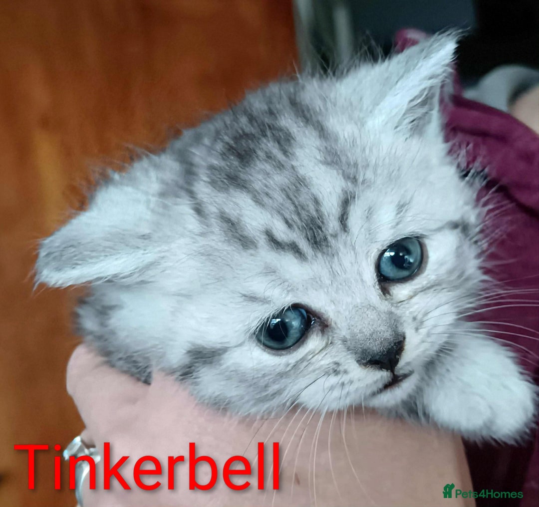 Persian cats for sale: Persian Cross - Ready 12th November  - Image 11