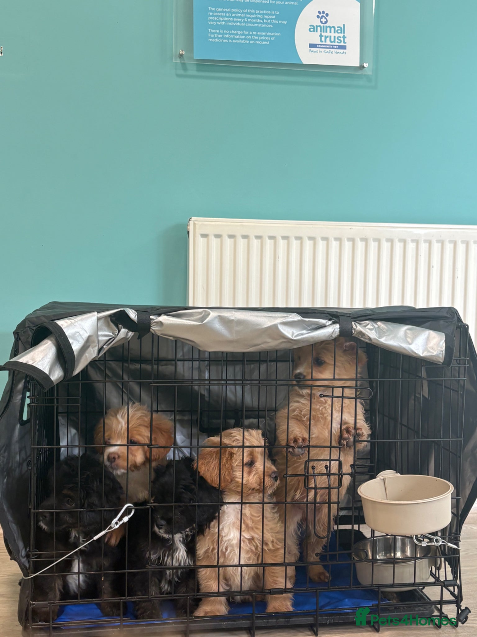 Mixed Breed dogs FLUFFY FRENCHIES CROSS Last 3 pups Ready to leave - Advert 16