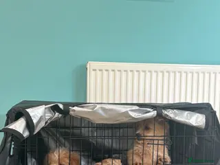 Mixed Breed dogs FLUFFY FRENCHIES CROSS Last 3 pups Ready to leave - Advert 16