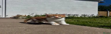 Mixed Breed Kitten 2