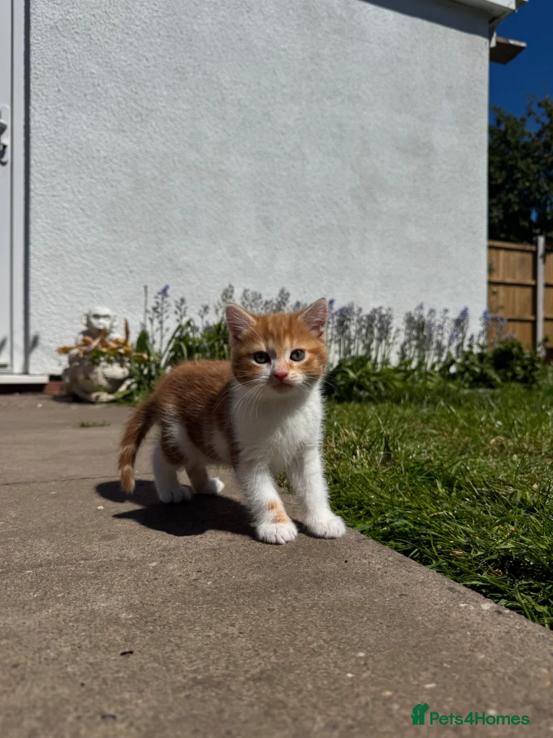 Mixed Breed cats for sale: 2 boys 1 girl moggys  in Willenhall - Advert 4