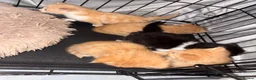 Mixed Breed cats for sale: 4 boys 1 girl - Advert 11