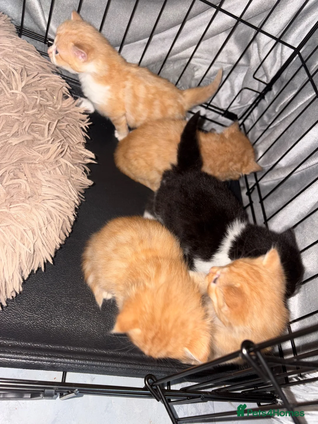 Mixed Breed cats for sale: 4 boys 1 girl - Advert 11