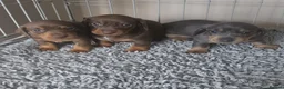 Miniature Dachshund dogs for sale: Adorable KC registered miniature dachshund puppies in Leeds - Advert 14
