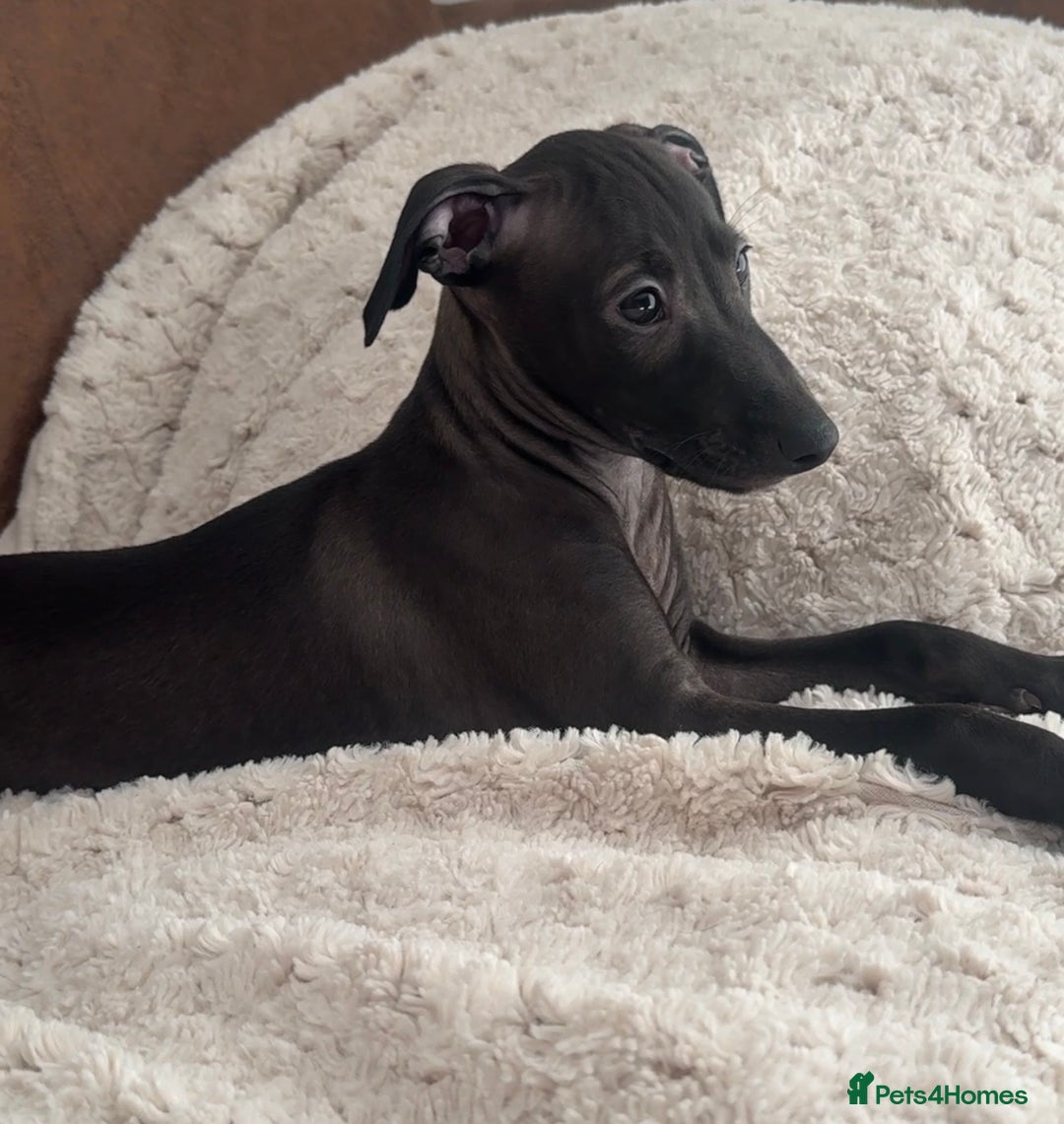 Italian Greyhound dogs for sale: 2 Stunning Italian Greyhound Boys – Ready Now - Image 5