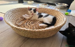 British Shorthair cats for sale: Male and Female kittens  - Image 2