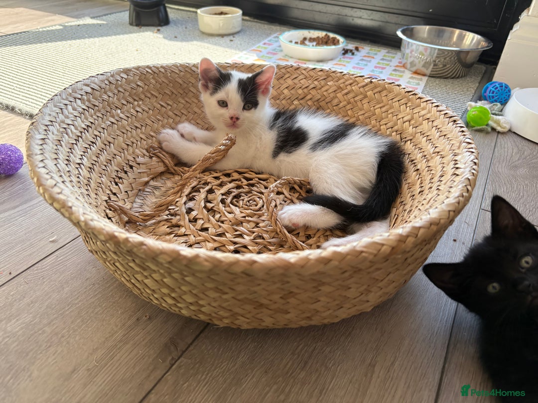 British Shorthair cats for sale: Male and Female kittens  - Image 2