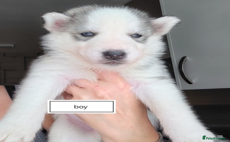 Siberian Husky dogs - Advert 1