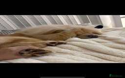 Chow Chow dogs for sale: Chow chow  - Image 3