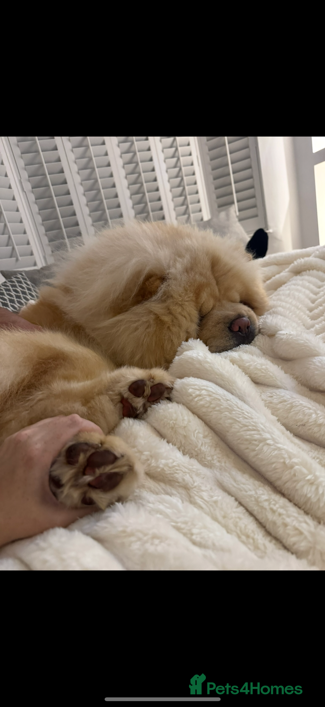 Chow Chow dogs for sale: Chow chow  - Image 3