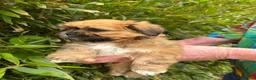 Lhasa Apso dogs for sale: Gorgeous boys ready now - Advert 2