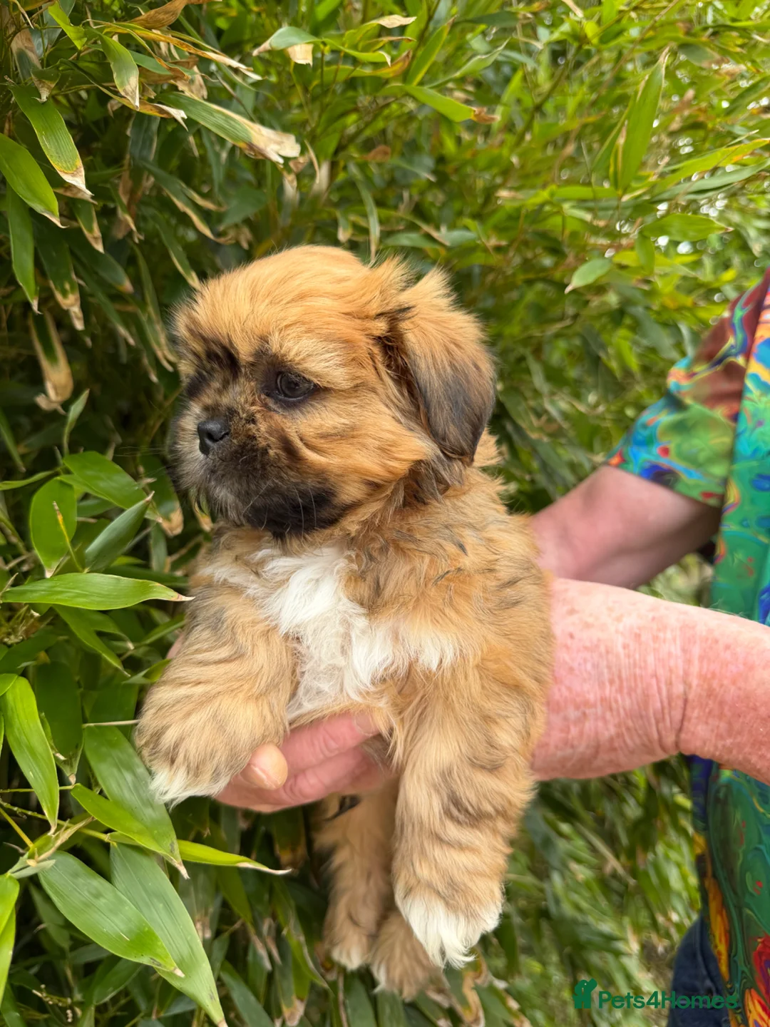 Lhasa Apso dogs for sale: Gorgeous boys ready now - Advert 2