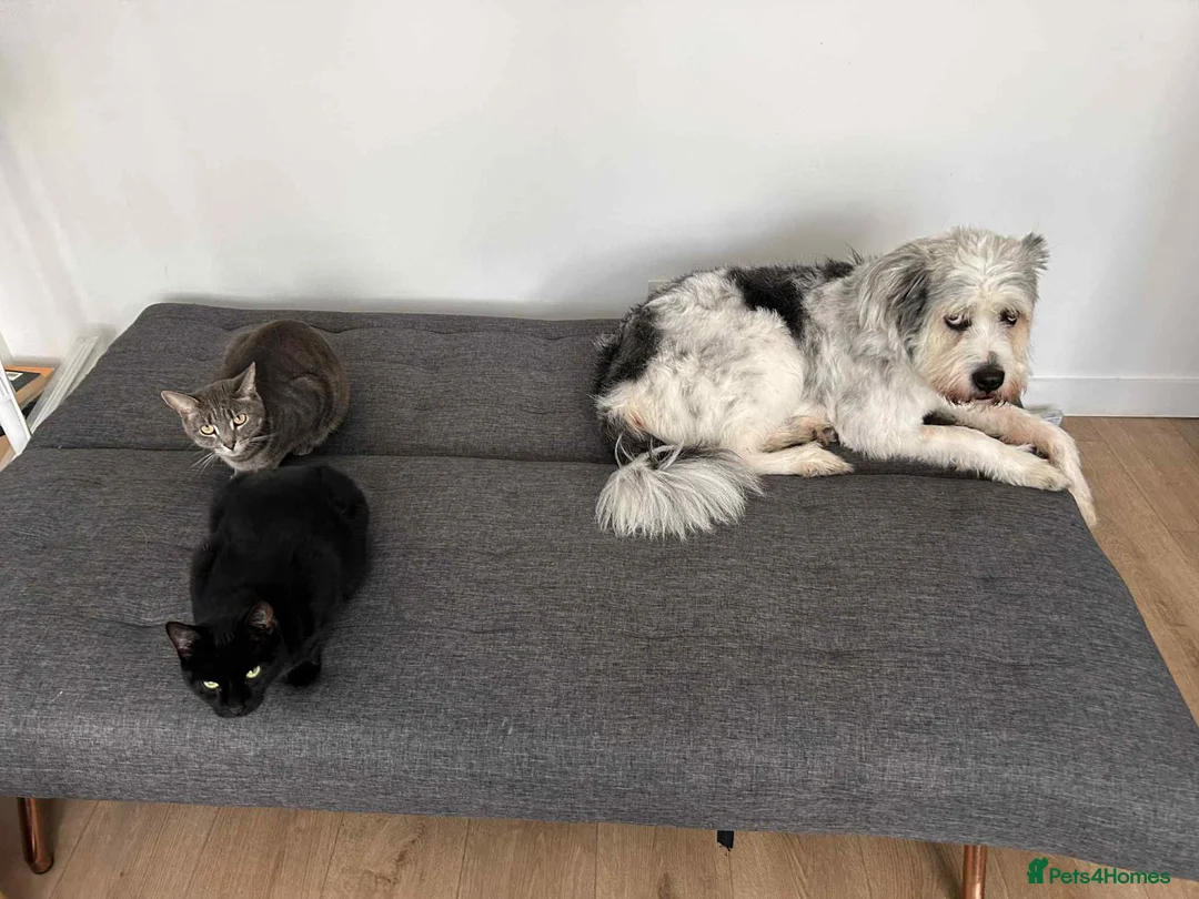 Mixed Breed dogs for adoption: Brian is looking for a home -Mioritic Shepherd  - Advert 7