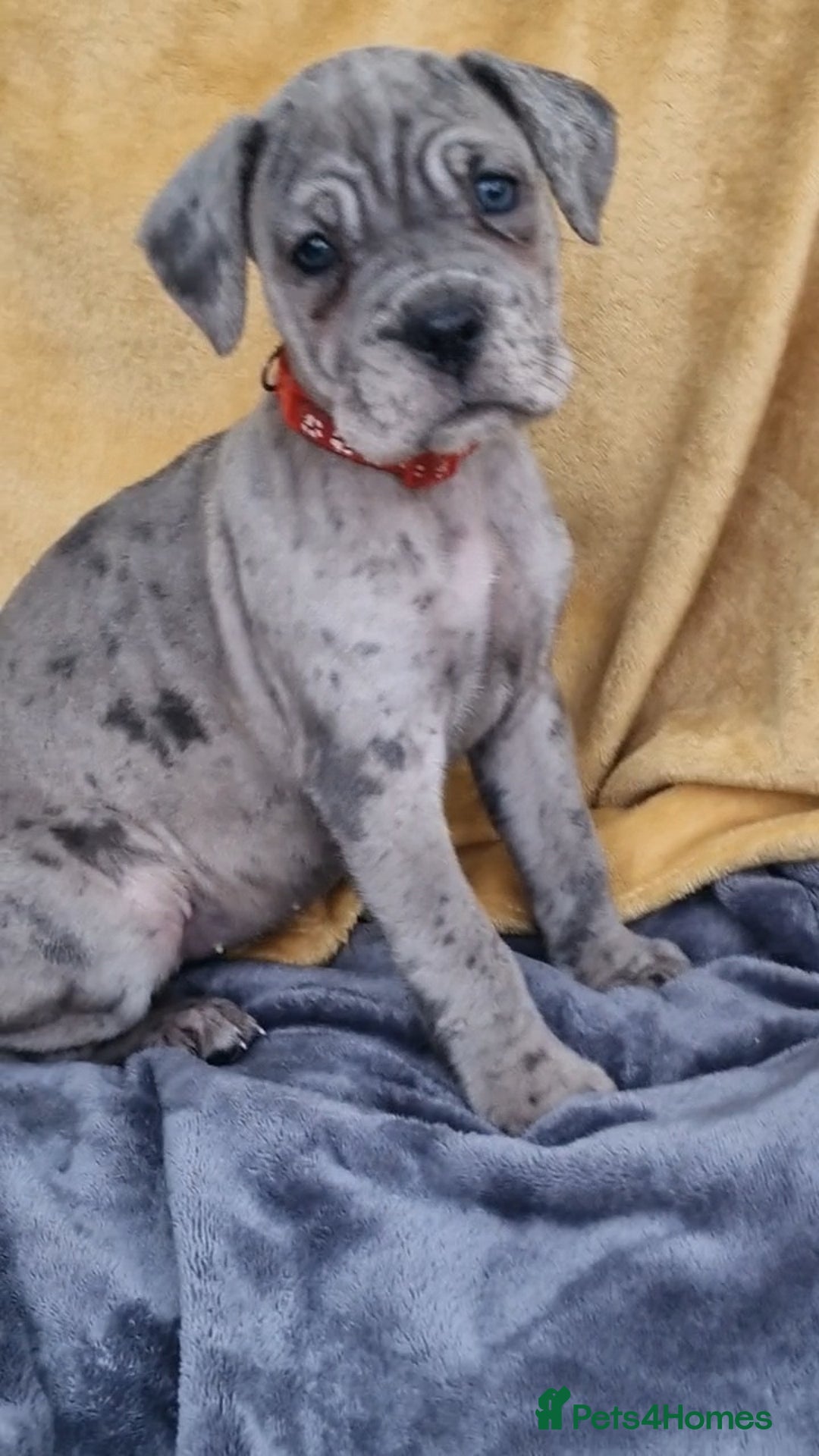 Mixed Breed dogs for sale: Cane Corso X Neapolitan Mastiff mix pups for sale - Advert 11