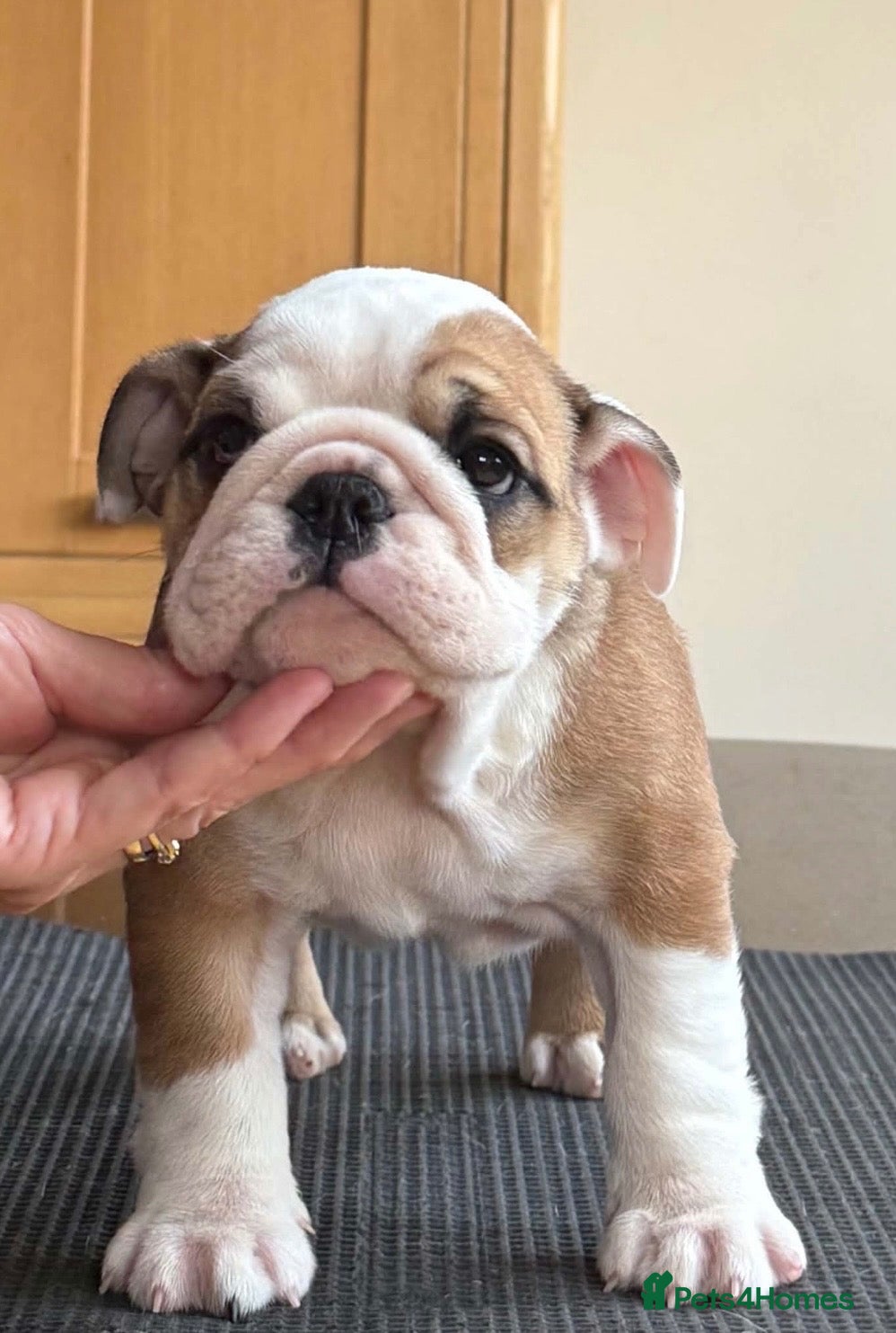 English Bulldog dogs Exceptional KC Registered Bulldog puppies - Advert 21