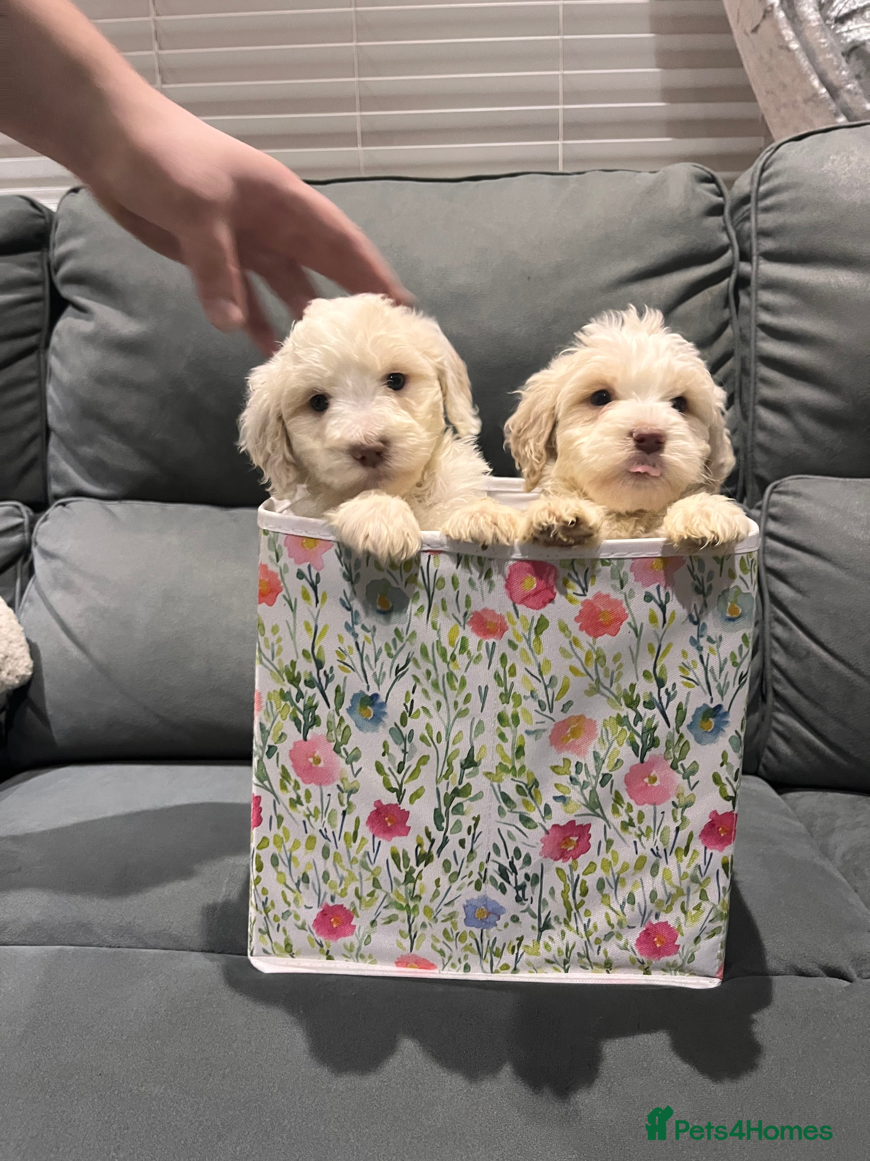 Cockapoo dogs 7 boy cockerpoo puppies ready now   - Advert 2