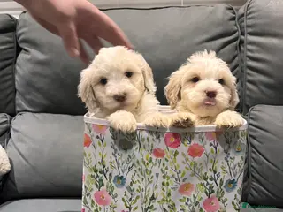 Cockapoo dogs 7 boy cockerpoo puppies ready now - Advert 2