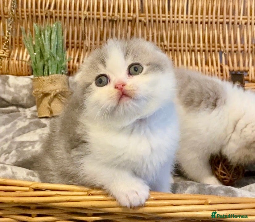 Scottish Fold cats 🧸😻CHAMPION LINE TICA ACTIVE SCOTTISH/BSH😻🧸 - Advert 1
