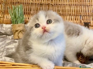 Scottish Fold cats 🧸😻CHAMPION LINE TICA ACTIVE SCOTTISH/BSH😻🧸 - Advert 1