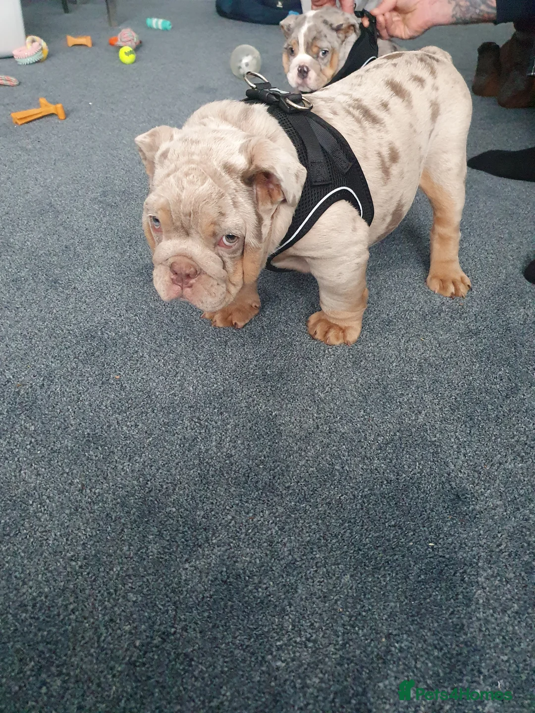 English Bulldog dogs for sale: Lilac merle - Advert 7