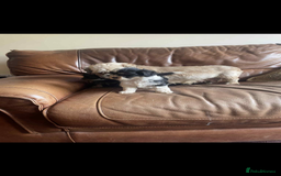 Lhasa Apso dogs for sale: Pedigree Lhasa Apso puppies  - Image 3