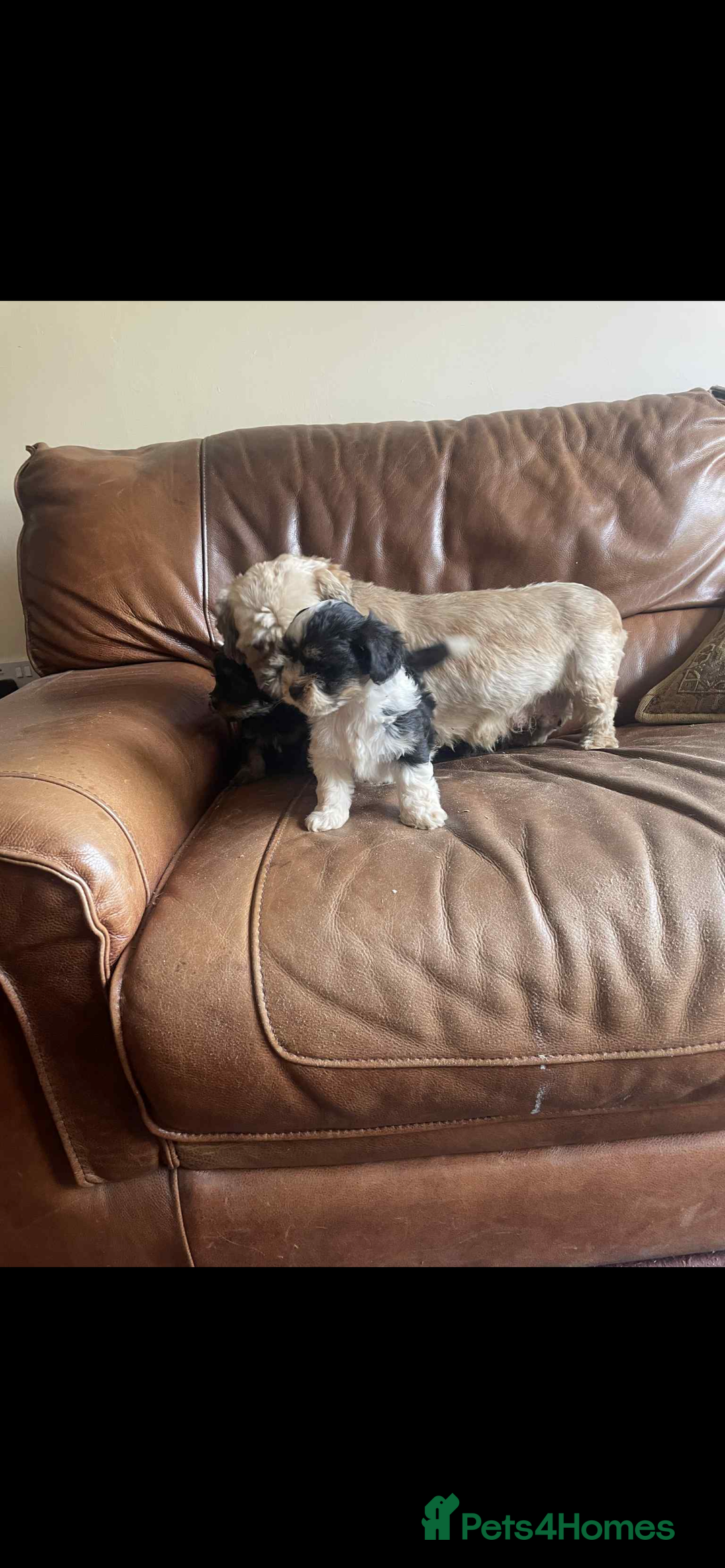 Lhasa Apso dogs for sale: Pedigree Lhasa Apso puppies  - Image 3