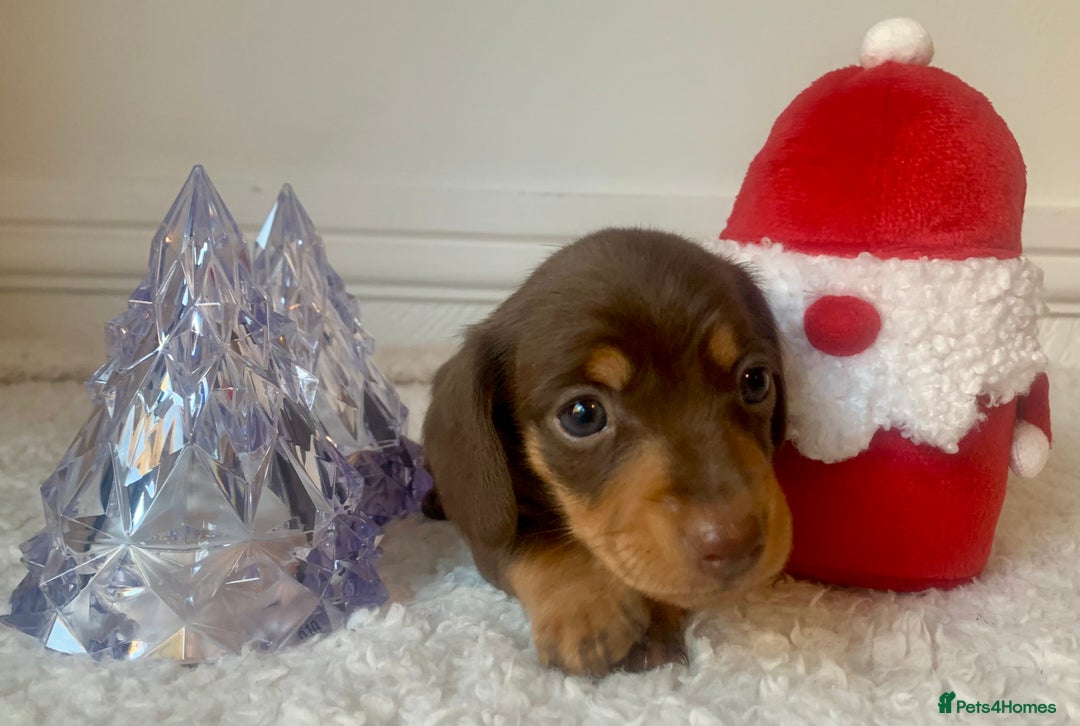 Miniature Dachshund dogs for sale: Pra clear miniature dachshunds - Image 7