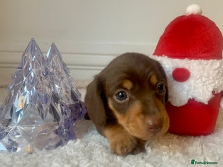 Miniature Dachshund dogs - Advert 7