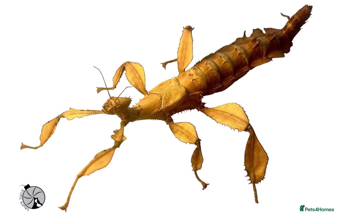Stick Insects invertebrates X2 MACLEAYS SPECTRE STICK INSECTS happy to ship!! - Advert 1