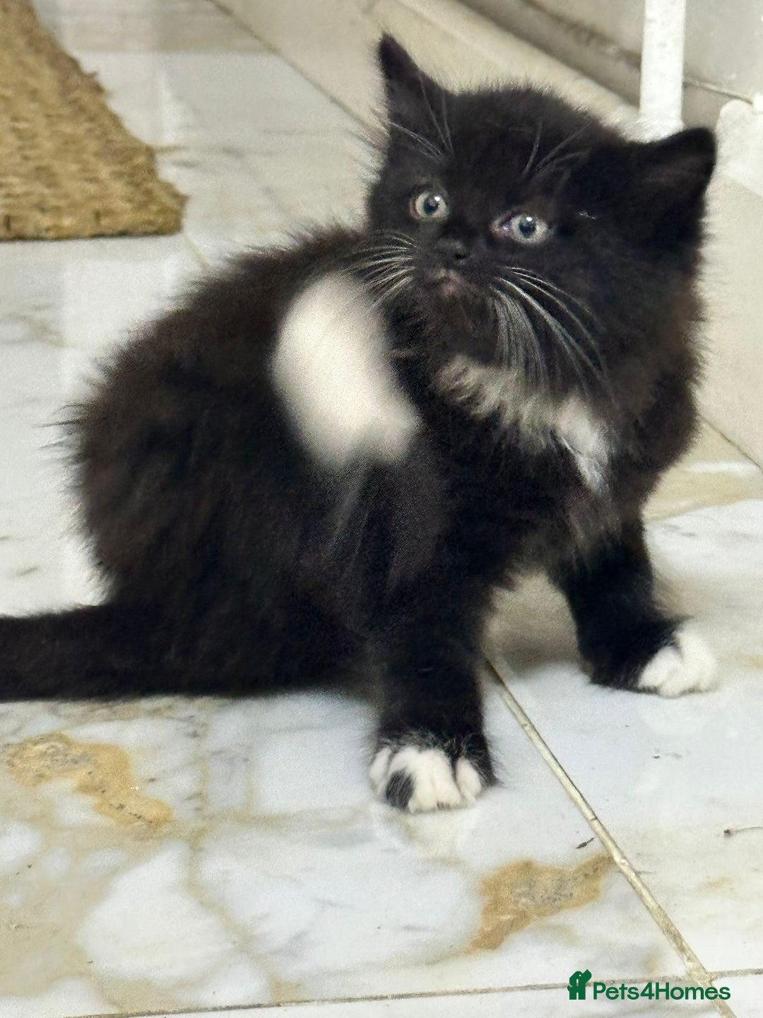 Russian Blue cats for sale: Russian blue and Turkish angora cross - Image 8
