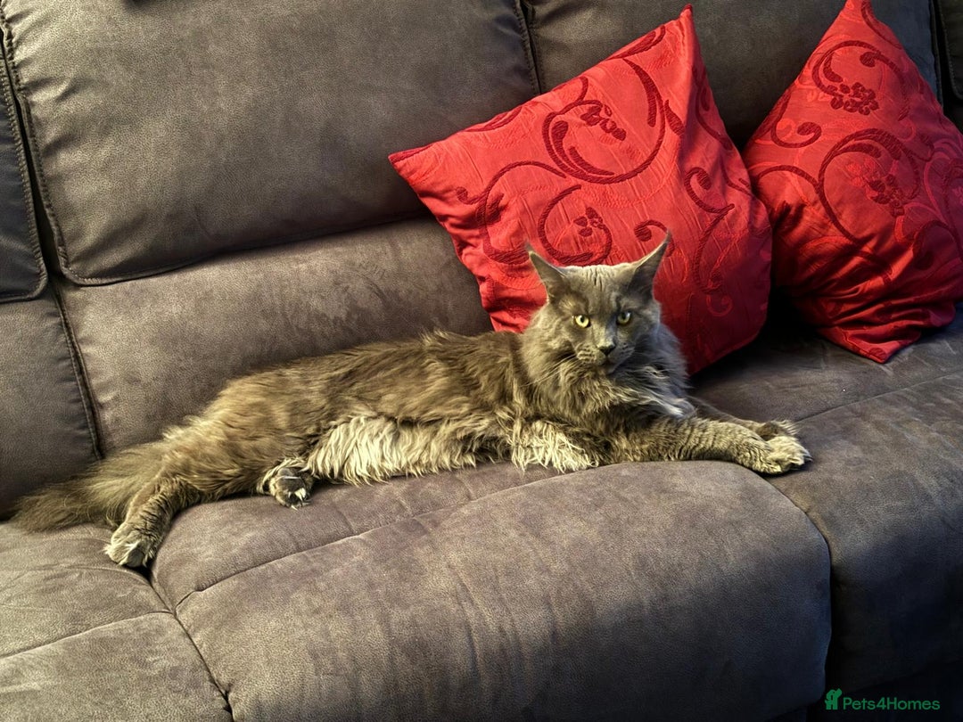 Maine Coon cats for sale: Planned summer babies looking for forever homes - Image 21