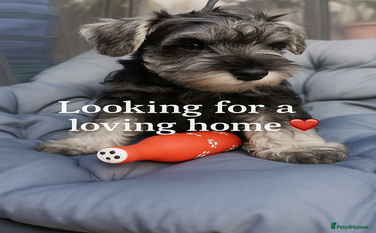 Miniature Schnauzer dogs - Advert 1